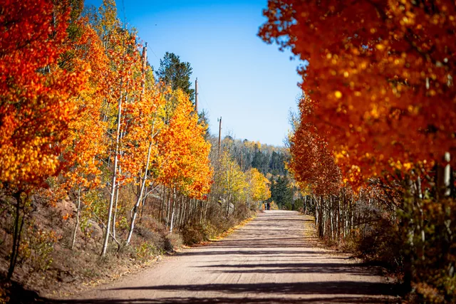 Aspen-lined autumn road