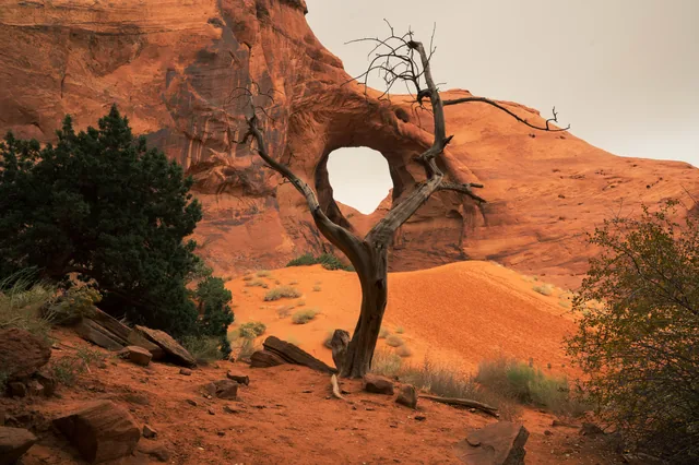 Bare tree and a sandstone window