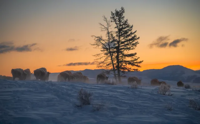 Bison at a winter sunset
