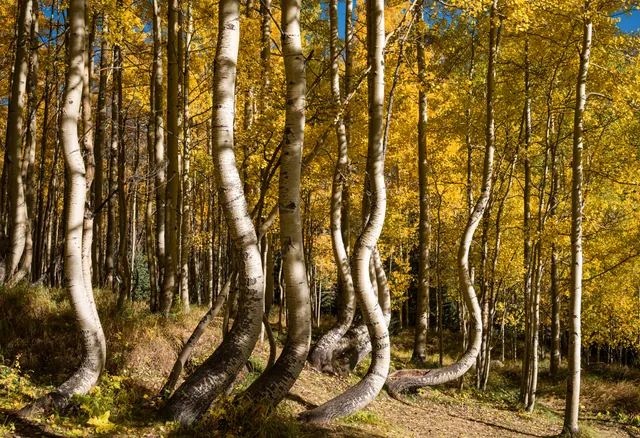Curving aspen trunks in golden light