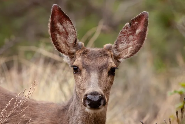 Deer in soft woodland light
