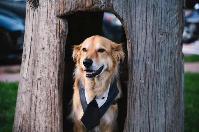 Dog in a tie, framed by weathered wood