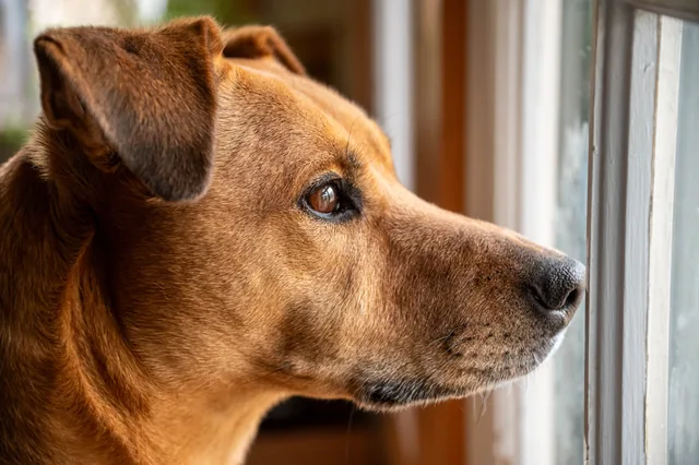 Dog watching through a window