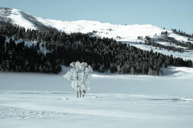 Frosted trees below a snowy hillside
