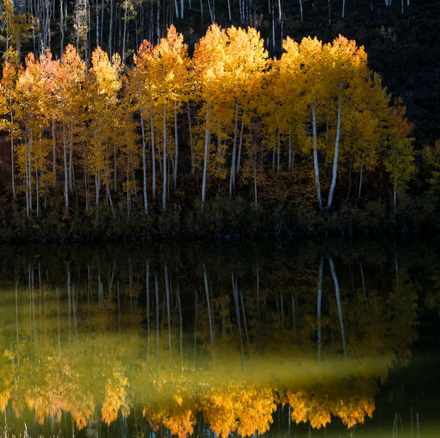 Golden aspens mirrored in still water