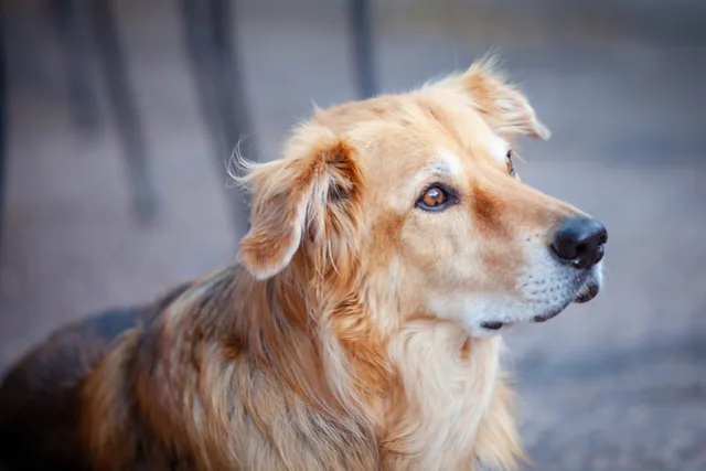 Golden dog in soft light