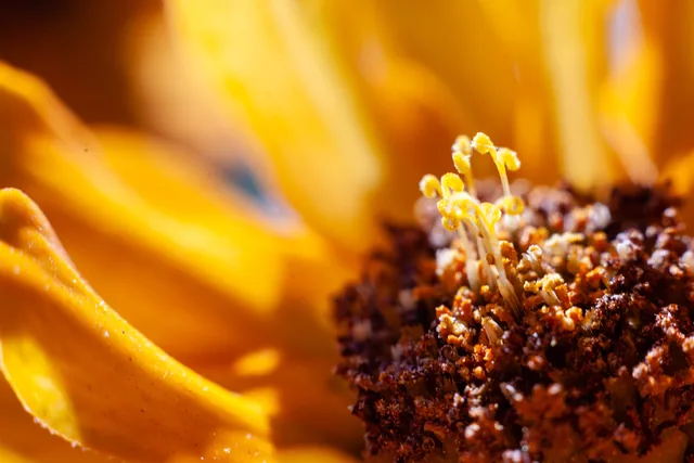Golden flower, close study
