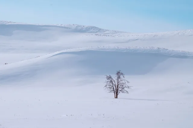 Lone tree in a white landscape