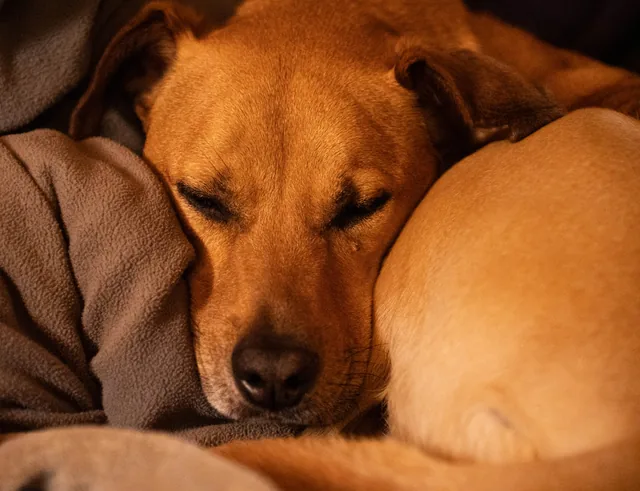 Sleeping dog in warm light