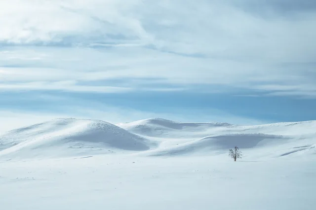 Snowy curves and a distant tree