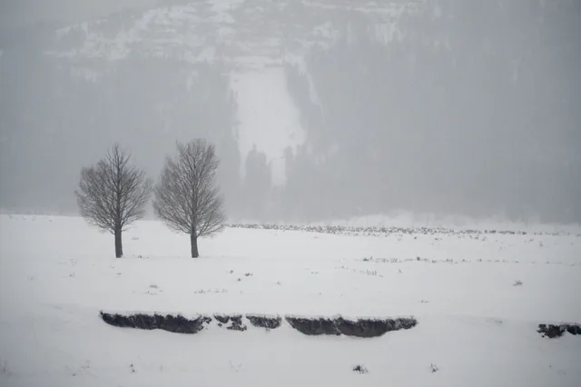 Two trees in falling snow