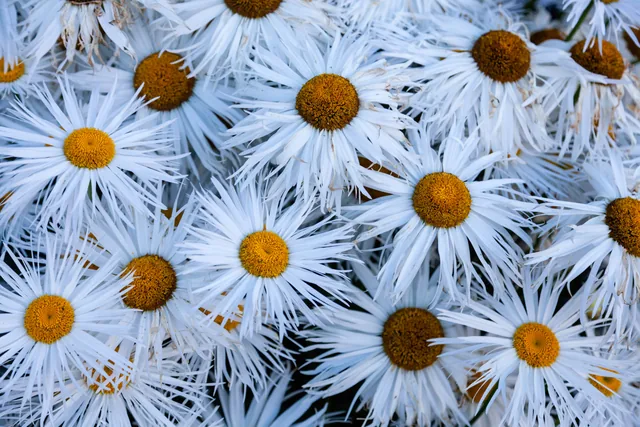 White petals and gold flower centers