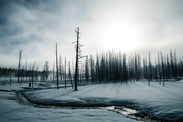 Winter creek through a ghost forest