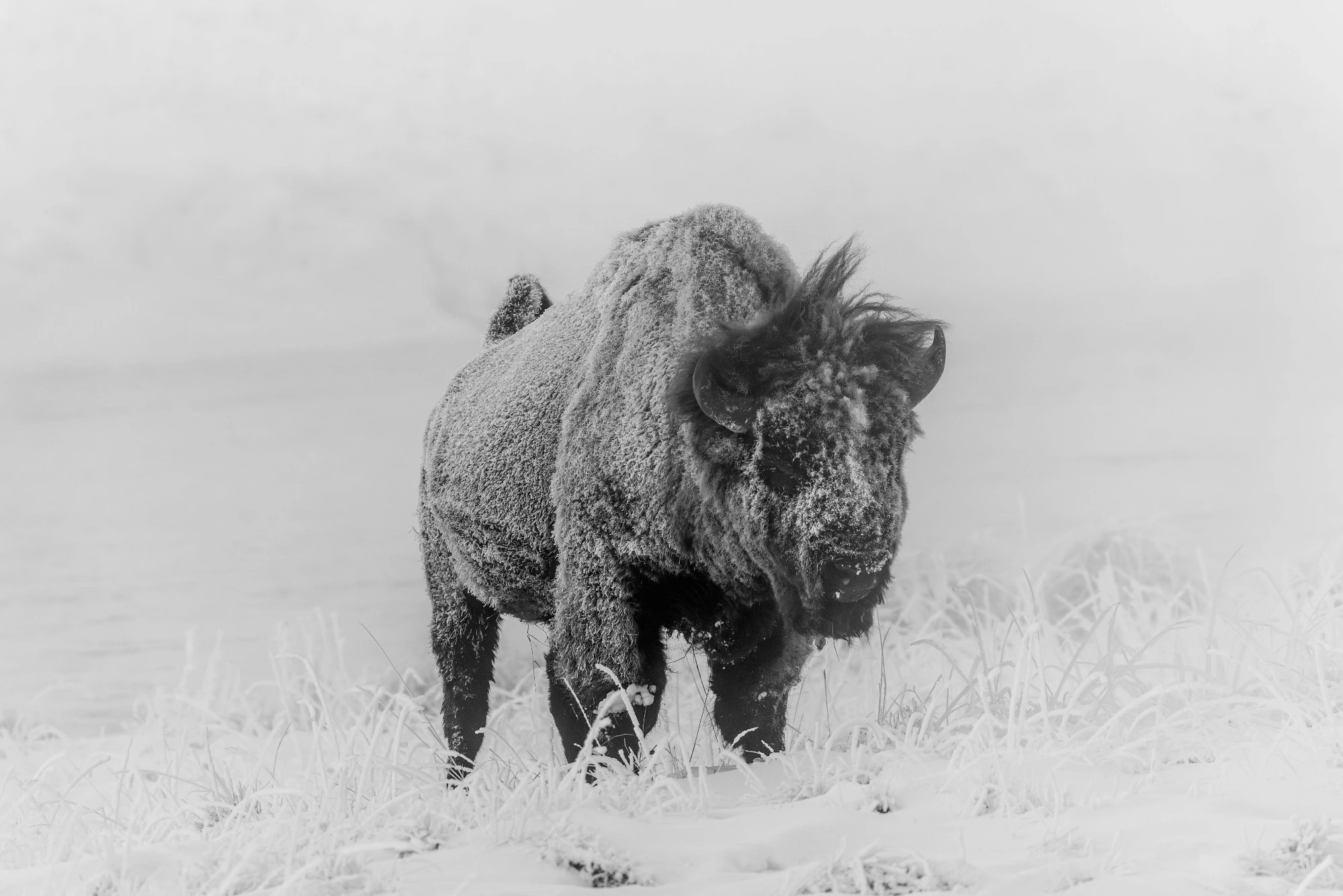 Bison, Yellowstone